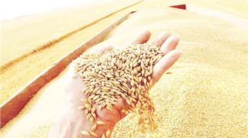 تقدم بارز.. مصر تتقدم نحو الاكتفاء الذاتي من القمح والأرز بحلول 2025